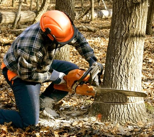 Tree Removal in High Island, TX